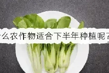 什么农作物适合下半年种植呢？