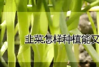 韭菜怎样种植能又粗又大