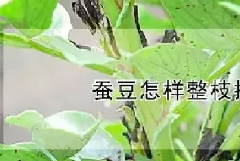 蚕豆怎样整枝摘心