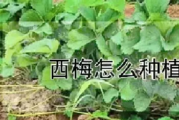 西梅怎么种植方法