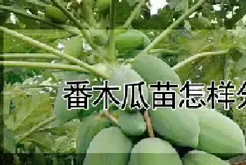 番木瓜苗怎样分公母