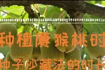 种植猕猴桃时,种子沙藏法的时长