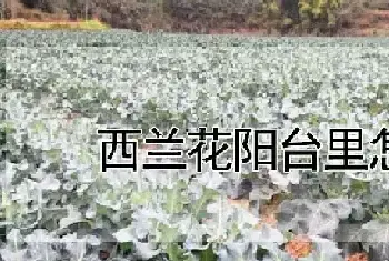 西兰花阳台里怎么养