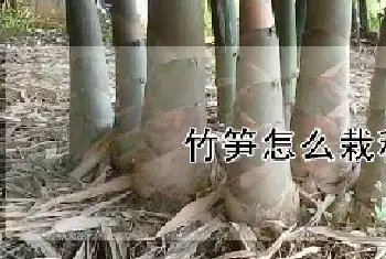 竹笋怎么栽种