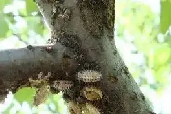 不同种类介壳虫的危害症状及综合防治措施