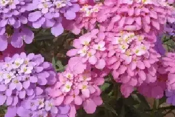 蜂室花怎么种？