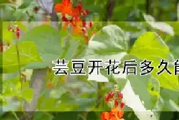 芸豆开花后多久能结果