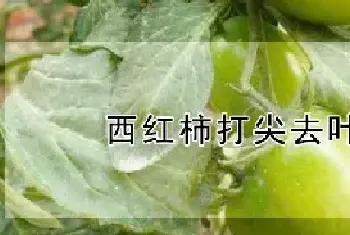 西红柿打尖去叶方法