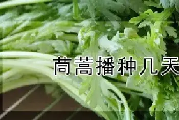 茼蒿播种几天出苗