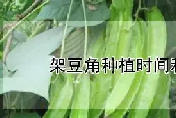 架豆角种植时间和方法