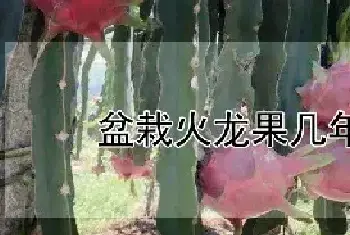 盆栽火龙果几年结果