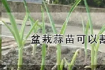 盆栽蒜苗可以割几次