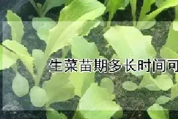 生菜苗期多长时间可以移栽