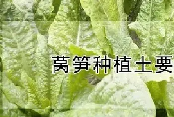 莴笋种植土要多深