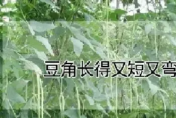 豆角长得又短又弯怎么办