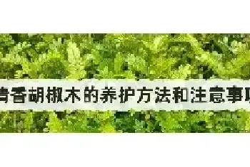 清香胡椒木的养护方法和注意事项