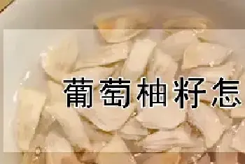 葡萄柚籽怎么种