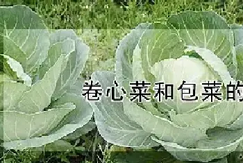 卷心菜和包菜的区别