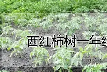 西红柿树一年结几茬