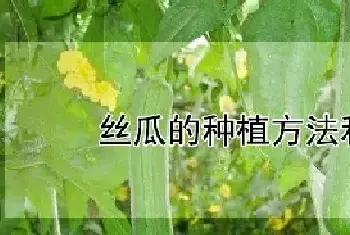 丝瓜的种植方法和时间