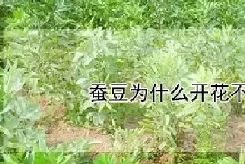 蚕豆为什么开花不结果