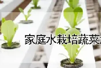 家庭水栽培蔬菜怎么种