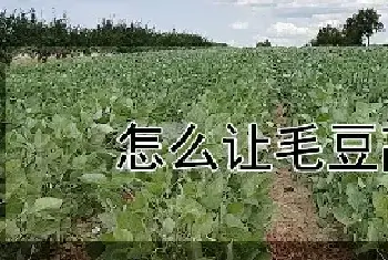 怎么让毛豆高产