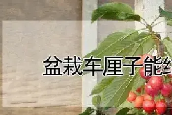 盆栽车厘子能结果吗