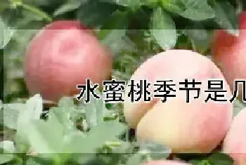 水蜜桃季节是几月份