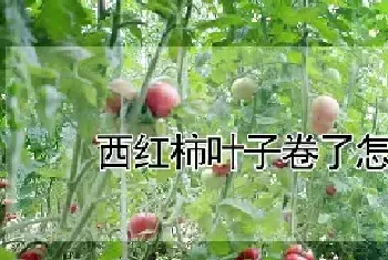 西红柿叶子卷了怎么回事