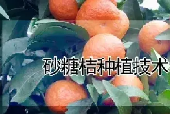 砂糖桔种植技术与管理