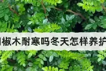 胡椒木耐寒吗冬天怎样养护？