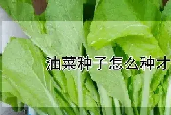 油菜种子怎么种才发芽快