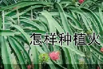 怎样种植火龙果