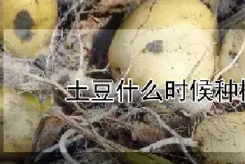 土豆什么时候种植最好