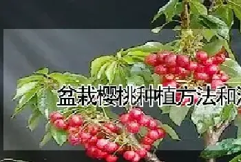 盆栽樱桃种植方法和注意事项