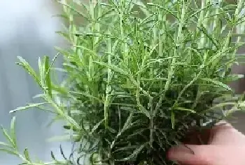 迷迭香种植技术 迷迭香的种植方法是什么？