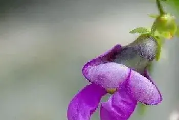 豆角开花期能浇水吗