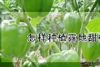 怎样种植露地甜椒高产