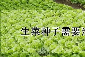 生菜种子需要泡水吗