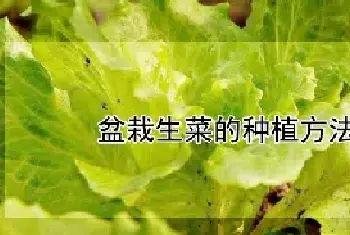 盆栽生菜的种植方法和时间