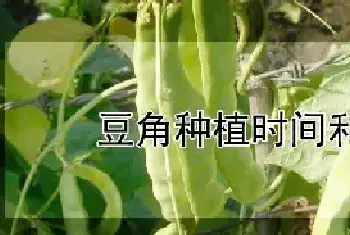 豆角种植时间和方法