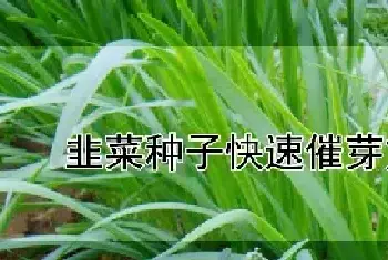 韭菜种子快速催芽方法