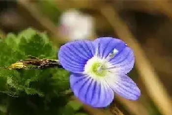 婆婆纳的种植方法