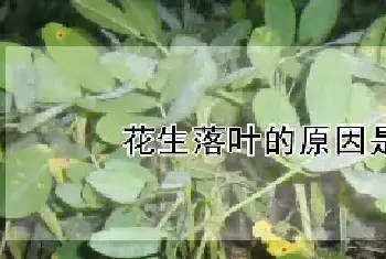 花生落叶的原因是什么