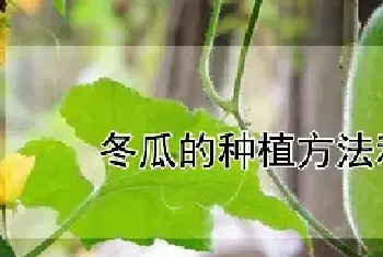 冬瓜的种植方法和时间