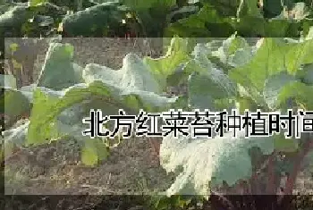 北方红菜苔种植时间和方法