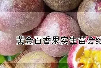 黄金百香果实生苗会结果吗