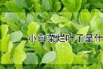 小白菜烂叶子是什么原因