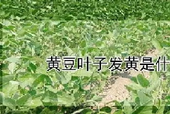 黄豆叶子发黄是什么原因